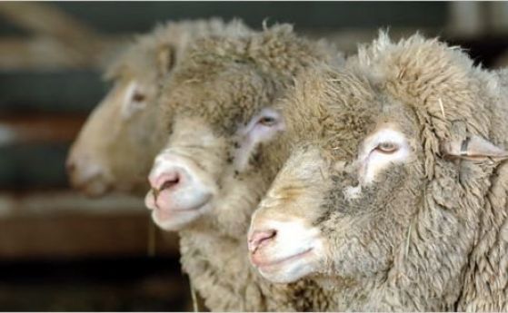  Съмнения за чума в две стада се появи и в Благоевградско 