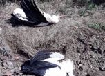 Десетки щъркели загинаха от волтова дъга край Елхово