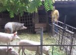 Стопани масово убиват прасетата си в силистренски села