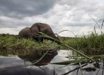 Чудовищно бракониерство в Африка: 90 слона убити в Ботсвана заради бивните им
