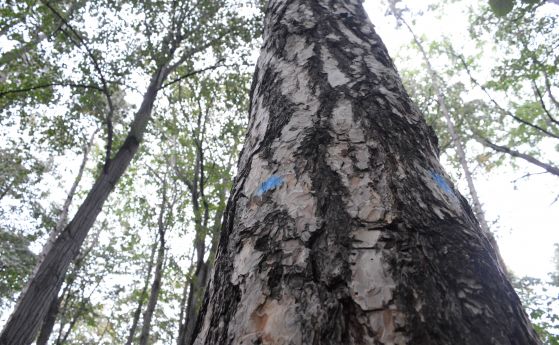 Сухи гнили и опасни дървета в столичния лесопарк Борисова градина