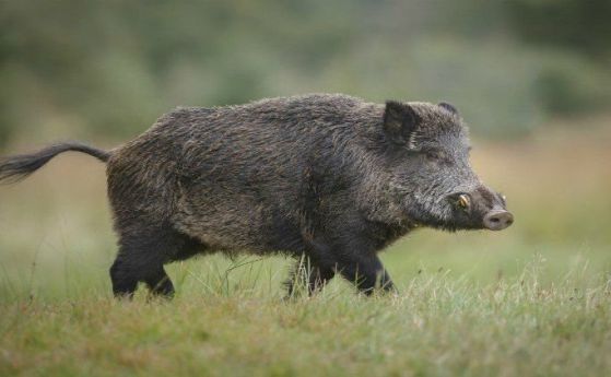 Груповият лов на дива свиня започва днес Заради слчуаите на африканска