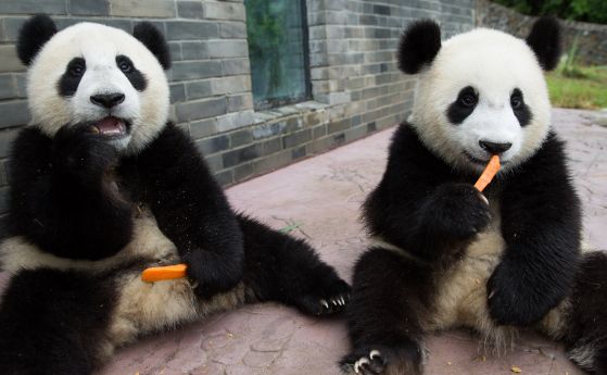 Учени установиха че диви животни като пандите орангутаните тигрите и