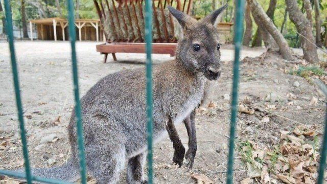 Избягало е кенгуру в зоопарка в Сандански.