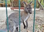 Втори ден няма и следа от изчезналото кенгуру в Сандански