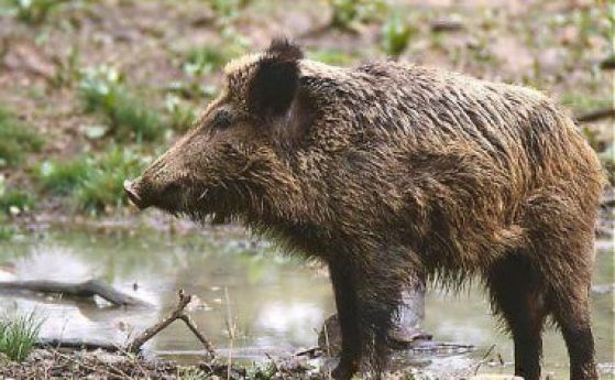 За първи случай на Африканска чума при дива свиня край