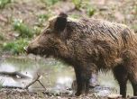 Претърсват за умрели диви прасета по границата с Румъния