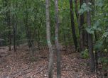 Между 2500 и 3000 болни и опасни дървета ще бъдат отсечени в Борисовата градина