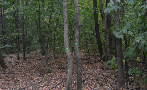  Между 2500 и 3000 заболели и рискови дървета ще бъдат отсечени в Борисовата градина 