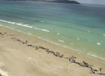 145 черни делфина се хвърлиха на бреговете на Нова Зеландия и загинаха