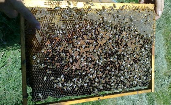 Пчелари от цялата страна излизат на протест пред Министерство на