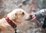 Най-много изгубени домашни кучета има в дните преди Нова година, предупреждават от 'Четири лапи'