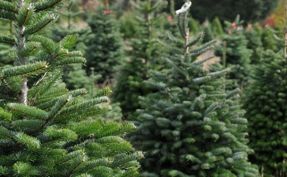Ако сте на път да приберете празничната украса и да
