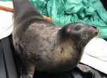 Объркани тюлени препълниха канадски град