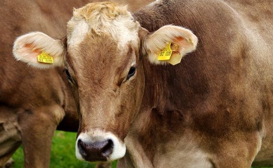Полша е изнесла 2700 кг заразено говеждо месо в страни