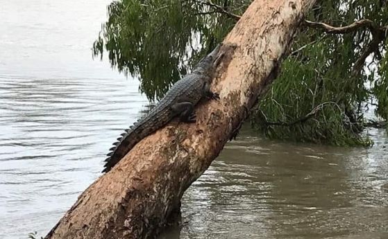 Крокодили и змии пълзят по улиците на австралийския град Таунсвил