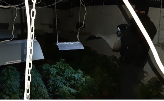 При полицейска операция в София е разкрита високотехнологична подземна наркооранжерия за отглеждане