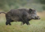 Нови случаи на Африканска чума при диви свине в Силистренско
