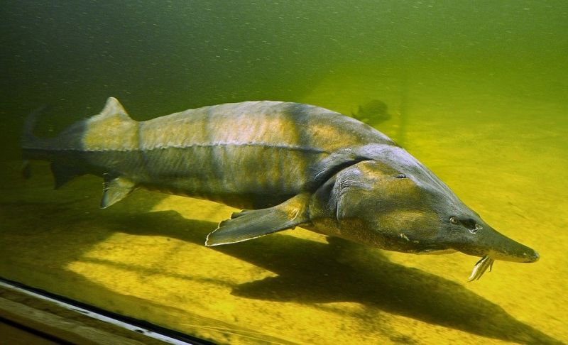 Есетровите риби населяват нашите реки от над 200 милиона години,