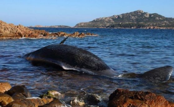 Бременен кит умря задушен от 23 килограма пластмаса в стомаха