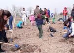 Започна засаждането на дървета в Новата гора на София