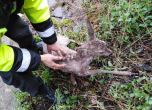 Спасиха ранена сърничка, намерена в район Витоша