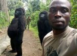 Горили от Конго позират за селфи
