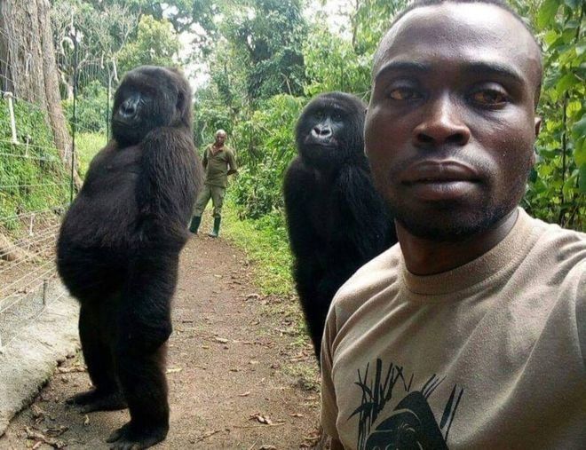 Две горили са били заснети, позирайки за селфи с хората,