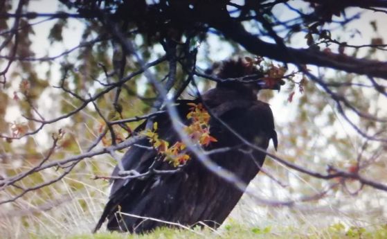 Четири черни лешояда освободени от страната ни като част от