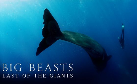 Поредицата за зоолюбители  Големи зверове Последният гигант е по Viasat Nature