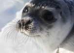 Върнаха към живот тюленчета, откраднати от бракониери и държани за развлечение в търговски центрове