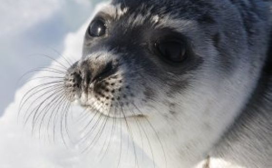 Десетки петнисти тюлени бебета бяха върнати в дивата природа месеци