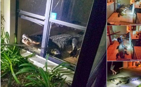 77 годишна жена от Флорида намери алигатор в кухнята си