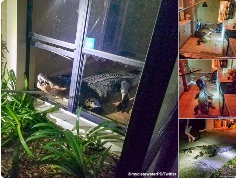 77-годишна жена от Флорида намери алигатор в кухнята си. Мери