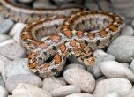 АПИ обяви търг за наблюдение на змии и костенурки в Кресненското дефиле