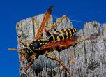 Ухапване от насекоми - как да разпознаем източника, първа помощ