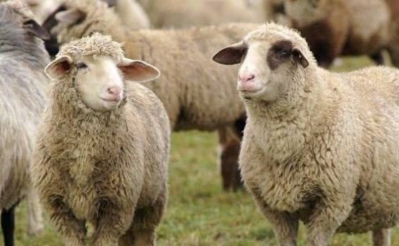 Стадо овце падна от историческата крепост Царевец във Велико Търново