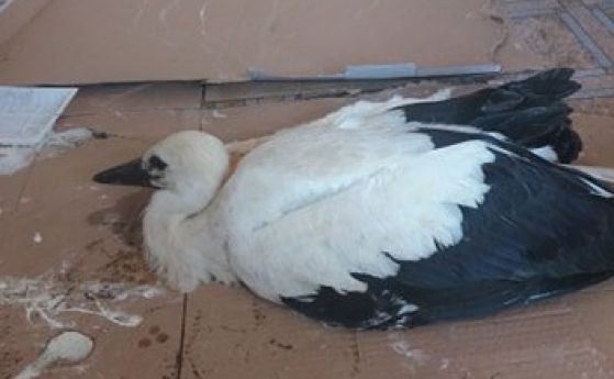 Доброволци спасиха малко щъркелче в пазарджишкото село Церово   Птицата е