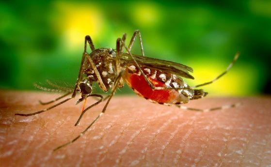 Не всички сме еднакво вкусни за комарите Какво привлича жилещите