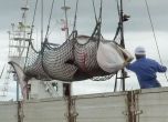 Япония подновява търговския улов на китове
