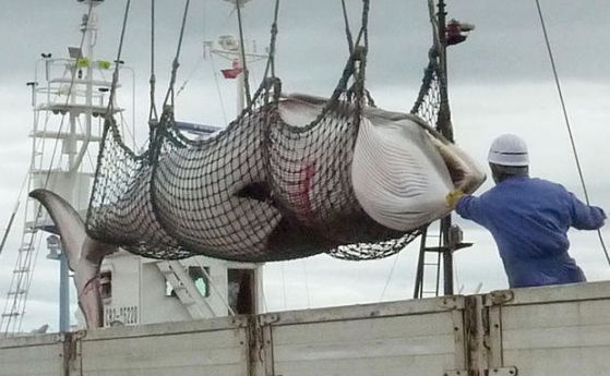 След близо 30 години Япония отново поднови търговския улов на китове