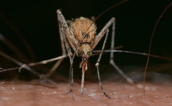  Борисов разпореди незабавни ограничения против комарите край Дунава 
