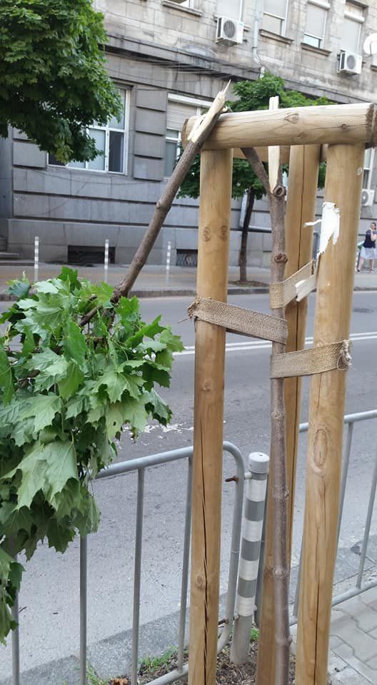Четири двугодишни дръвчета са били прекършени на централната софийска улица