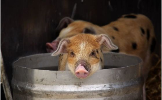 Евтаназия на домашни свине започва в Бургаско заради случаи на