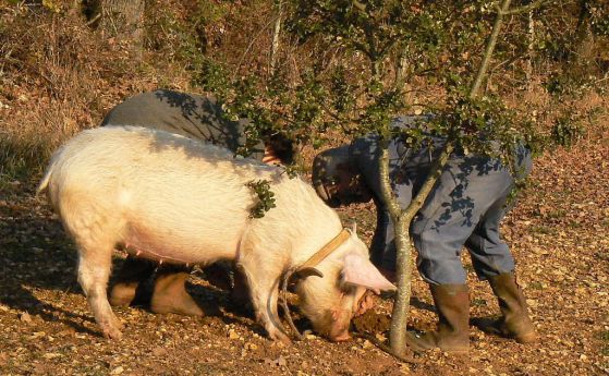 БАБХ потвърди огнище на Африканска чума при домашни свине в