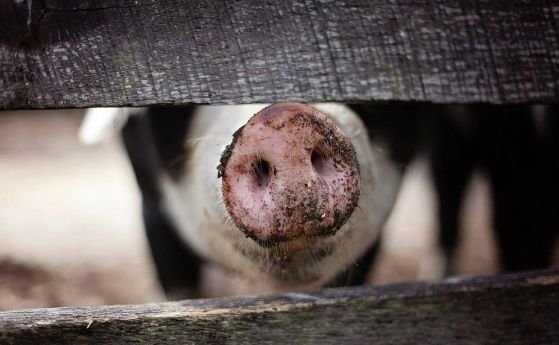 Започна умъртвяването на 17 хил животни от свинекомплекса в село