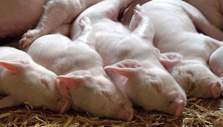 Емидемията на чумата по свинете у нас се разпространява бързо