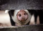 Бедствено положение в три области заради чумата по свинете