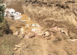 Погребват и живи прасетата в Русенско