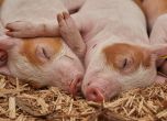 Свинското поскъпна с 25-30% и ще поскъпва още заради чумата